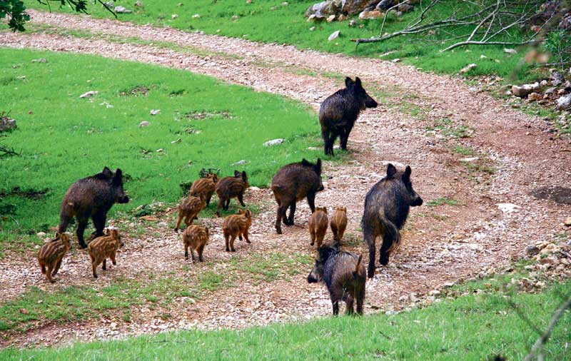 sanglier - Illustration Les sangliers, vecteurs de la peste porcine africaine