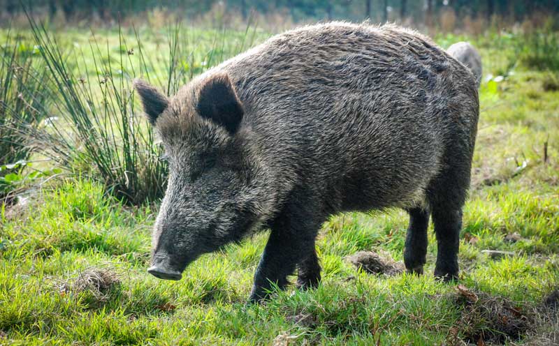 sanglier-seul - Illustration La peste porcine africaine se propage