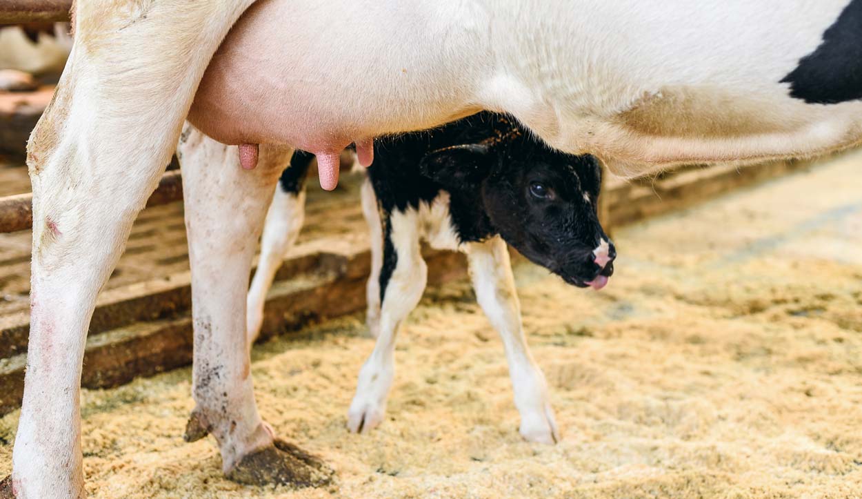  - Illustration Le colostrum est un médicament gratuit et vital pour le veau