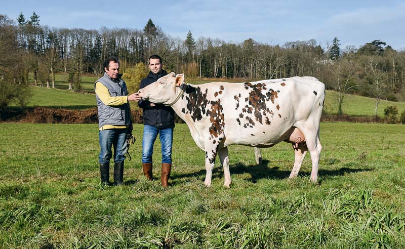 Grâce à Hiver, Éric et Nicolas Lefeuvre sont heureux et fiers de participer pour la première fois au concours de la race Normande au salon de l’agriculture. - Illustration Normande : Hiver va montrer sa tête blanche à Paris