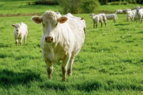 vache-pres-viande-environnement