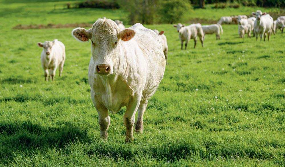 vache-pres-viande-environnement - Illustration La nomenclature des ICPE évolue