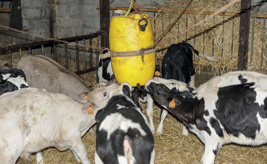 veaux-buvee-lait-yaourt-2 - Illustration De la laiterie aux veaux, une pompe pousse le yaourt