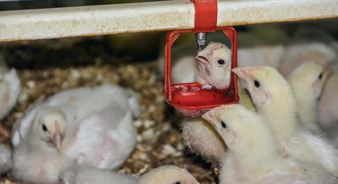 volaille-abreuvoir - Illustration Une table ronde sur l’aviculture au Nivot