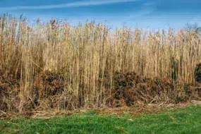 Miscanthus