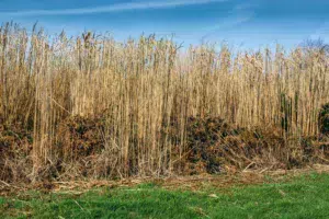 Miscanthus