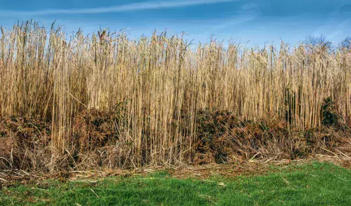 Miscanthus
