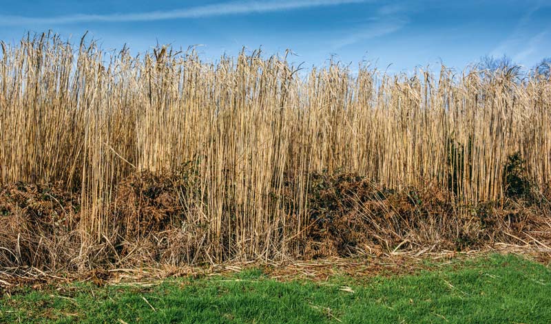 Miscanthus - Illustration Miscanthus : la progression des surfaces s’accélère