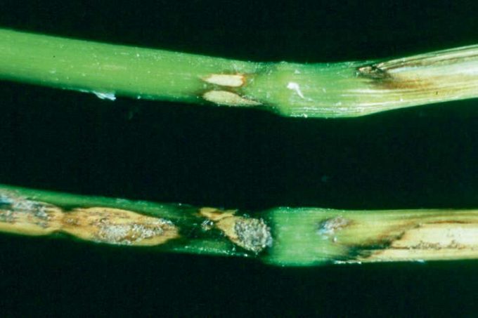 Rhizoctone : De une à plusieurs taches souvent imbriquées les unes dans les autres. Visible jusqu’au 3e nœud.  Le centre des taches est clair à presque blanc nacré. La bordure est bien délimitée.