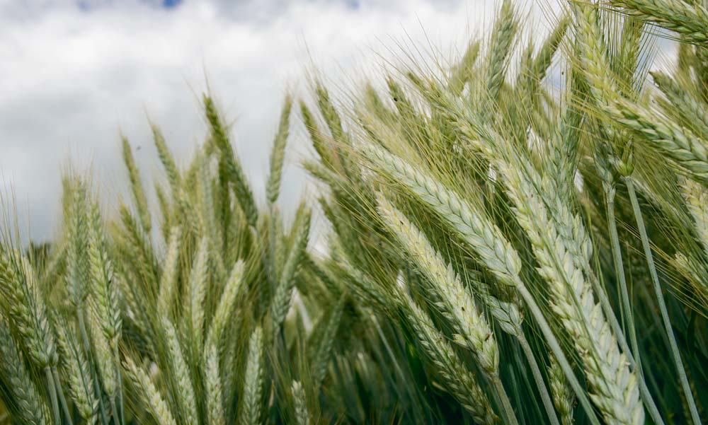 Triticale - Illustration 15 avril 1978 : une nouvelle céréale prometteuse, le triticale