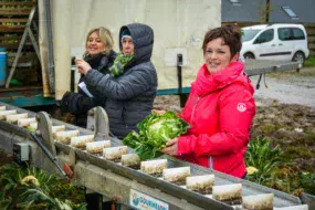 agriculture-au-feminin-chou-legume