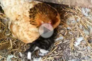 bonne-planque-poule-chat