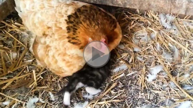 bonne-planque-poule-chat - Illustration Quand t’as trouvé LA bonne planque