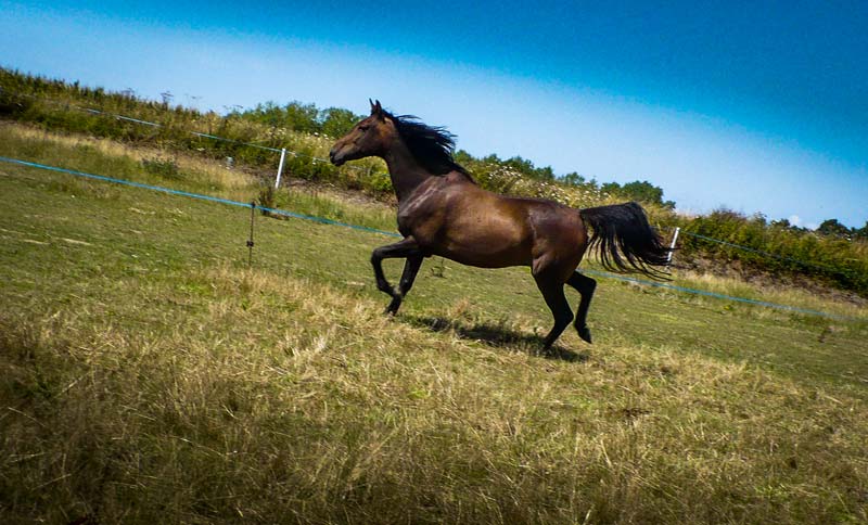  - Illustration Les chevaux sont exigeants quant à la qualité de l’herbe