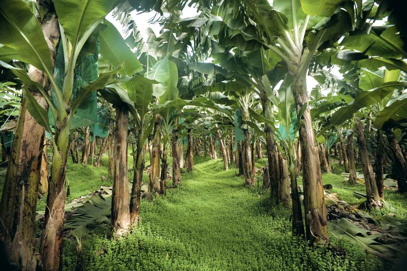 Photo of Agronomie : les cultures tropicales ont la banane