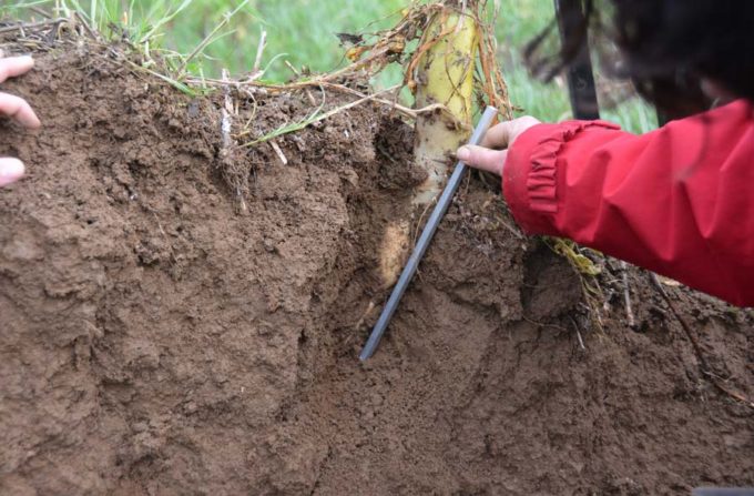 Les radis chinois ont montré un intérêt sur l’effet structurant du sol, avec un pivot qui descend profondément.