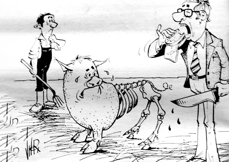 demi-cochon - Illustration 21 janvier 1984 : on a tué un « demi-cochon »