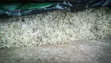 ensilage-betterave-pulpe