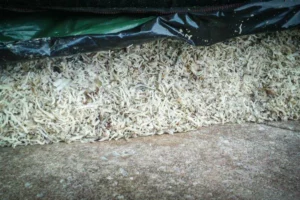 ensilage-betterave-pulpe