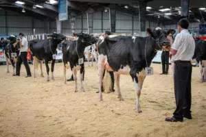 foire-de-rennes