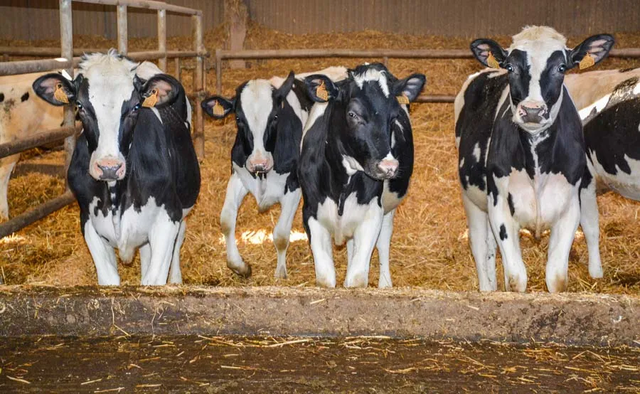 genisse-lait-velage - Illustration Lait : l&rsquo;âge au vêlage réduit de 3 mois