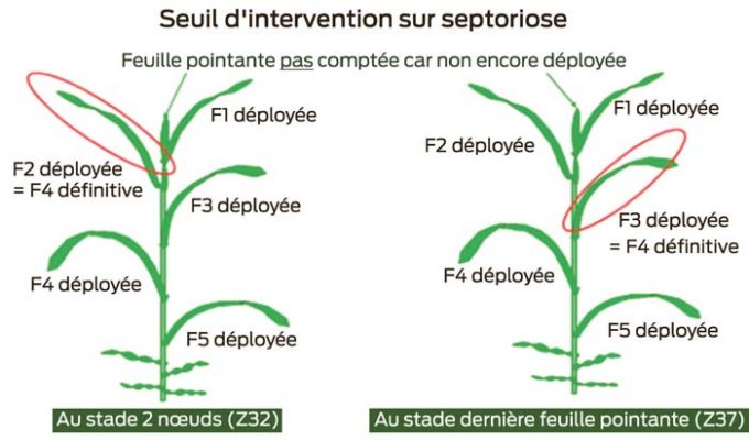 intervention-septoriose