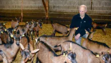 Jean-Paul Bécot, un des deux associés du Gaec de la Flume à Pacé (35), parmi les chevrettes nées en septembre, achetées pour reconstituer un troupeau productif en contre-saison, suite au diagnostic de paratuberculose dans l'élevage.
