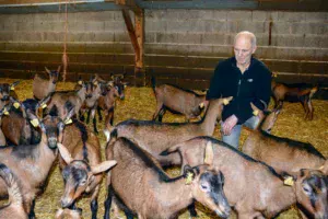 Jean-Paul Bécot, un des deux associés du Gaec de la Flume à Pacé (35), parmi les chevrettes nées en septembre, achetées pour reconstituer un troupeau productif en contre-saison, suite au diagnostic de paratuberculose dans l'élevage.