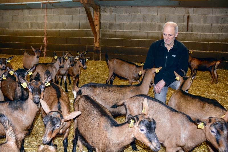 Jean-Paul Bécot, un des deux associés du Gaec de la Flume à Pacé (35), parmi les chevrettes nées en septembre, achetées pour reconstituer un troupeau productif en contre-saison, suite au diagnostic de paratuberculose dans l'élevage. - Illustration L’achat de chevrettes se réfléchit et s’anticipe