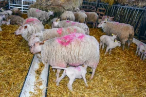 Les performances d’agneaux en allaitement artificiel rationné et distribué deux fois par jour au seau ont été comparés à ceux sous la mère. Les résultats pourraient être différents avec une distribution à la louve.