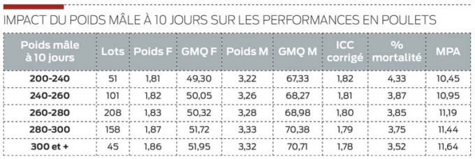 poids-male-poulet