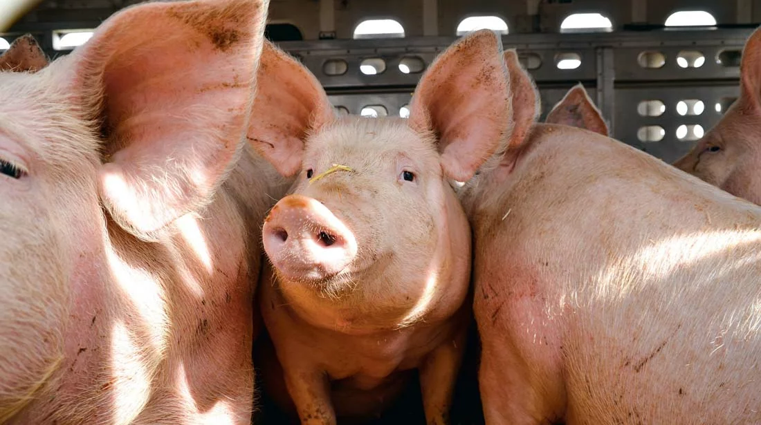 porc-cochon - Illustration Peste porcine africaine : risque important d’émergence en Chine selon une étude