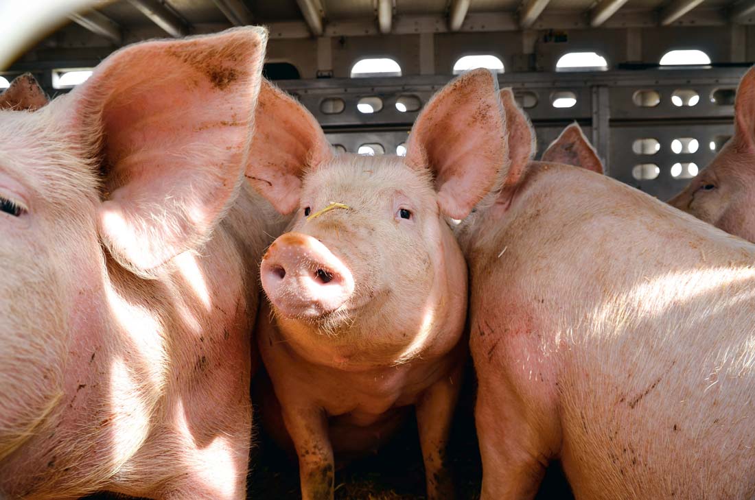 Photo of Porc : les importations bondissent en avril, la production toujours en hausse sur un an