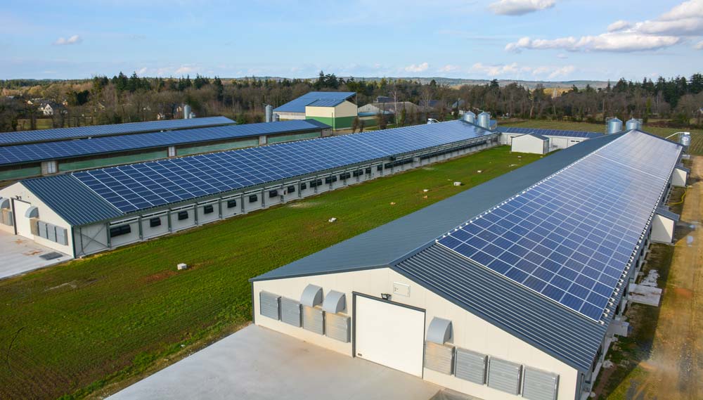 Les bâtiments sont couverts de panneaux photovoltaïques, au total la puissance installée est de 670 kWc. - Illustration La litière chauffera les 5800 m2 de poulaillers