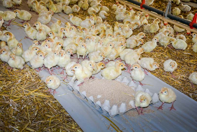 poussin - Illustration Aviculture : le résultat du lot se joue au démarrage