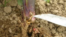 Perforation du collet du maïs par plusieurs larves de taupins. Les dégâts importants causés par la mouche géomyze l’an dernier ne doivent pas faire oublier ce ravageur principal.