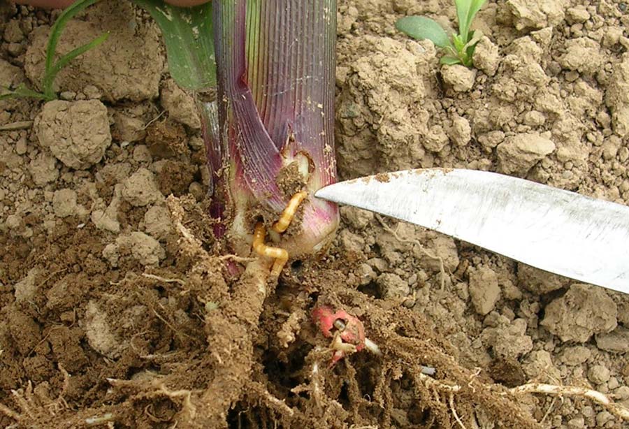 Perforation du collet du maïs par plusieurs larves de taupins. Les dégâts importants causés par la mouche géomyze l’an dernier ne doivent pas faire oublier ce ravageur principal.