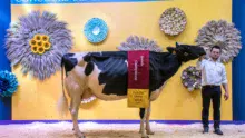 Du Louvion Harlinda, à la co-propriété EARL Lepoint - Gaec Leroy père et fils à Bavay (59), actuellement en 3e lactation, a été désignée Grande championne Prim’Holstein Paris 2017.