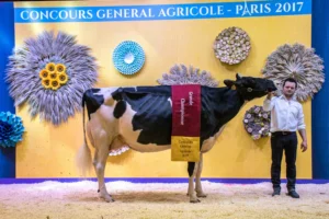 Du Louvion Harlinda, à la co-propriété EARL Lepoint - Gaec Leroy père et fils à Bavay (59), actuellement en 3e lactation, a été désignée Grande championne Prim’Holstein Paris 2017.