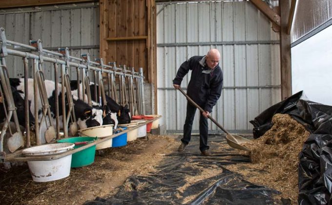 "Avant de mettre de l’eau, les vaches triaient et mangeaient les concentrés en premier." - Alain Hercouët 