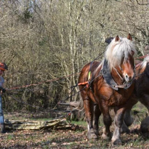 Sabine Ledan, avec ses deux chevaux, sur un chantier de débardage dans un bois d'aulnes d'une quinzaine d'années (à éclaircir), inaccessible aux tracteurs.
