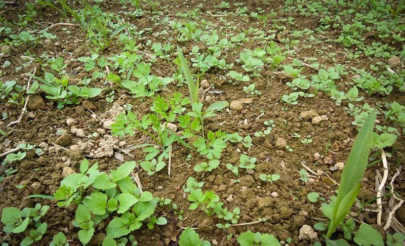 vero-de-P-et-fumeterre-ds-mais - Illustration Herbicides maïs : le point sur deux nouveautés 2017