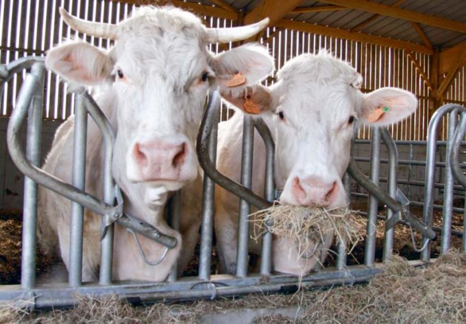 Le cornadis Confort Pro-Suédois est très robuste pour les animaux encornés à gros gabarits.