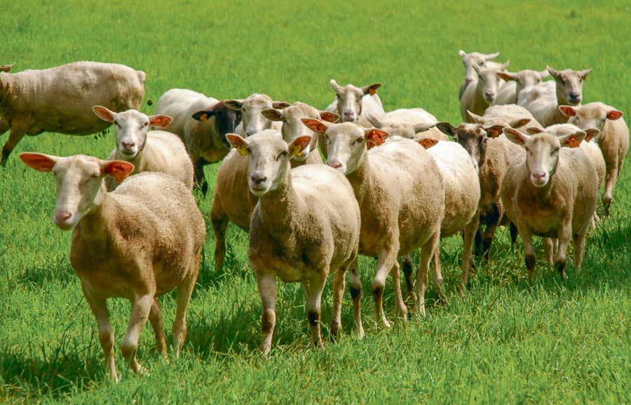 OVIN-Troupeau-de-Brebis-viande - Illustration Rappels pour une mise à l’herbe réussie des ovins