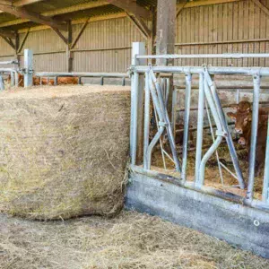 Des V dans les cornadis permettent l’accès aux bottes de fourrages pour deux lots de génisses.