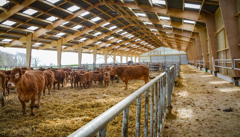 batiment-bovin-1 - Illustration Un bâtiment réfléchi pour des vaches et des veaux bien logés