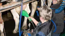 brosse-rotative-hygiene-traite-lait