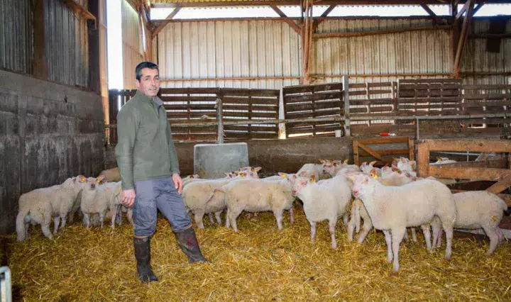 Dominique Maraquin et ses agneaux nés en décembre, destinés au marché de Pâques.
