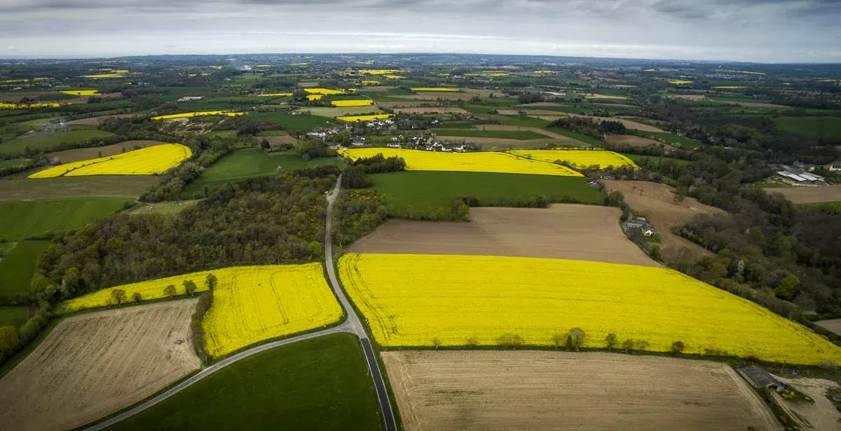 drone-colza-saint-trimoel - Illustration Un projet européen qui met en péril la filière du biodiesel Made in France