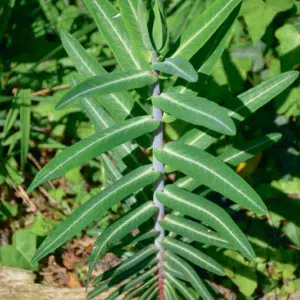 L'euphorbe épurge est révélatrice de sols ou de jardins trop souvent traités.